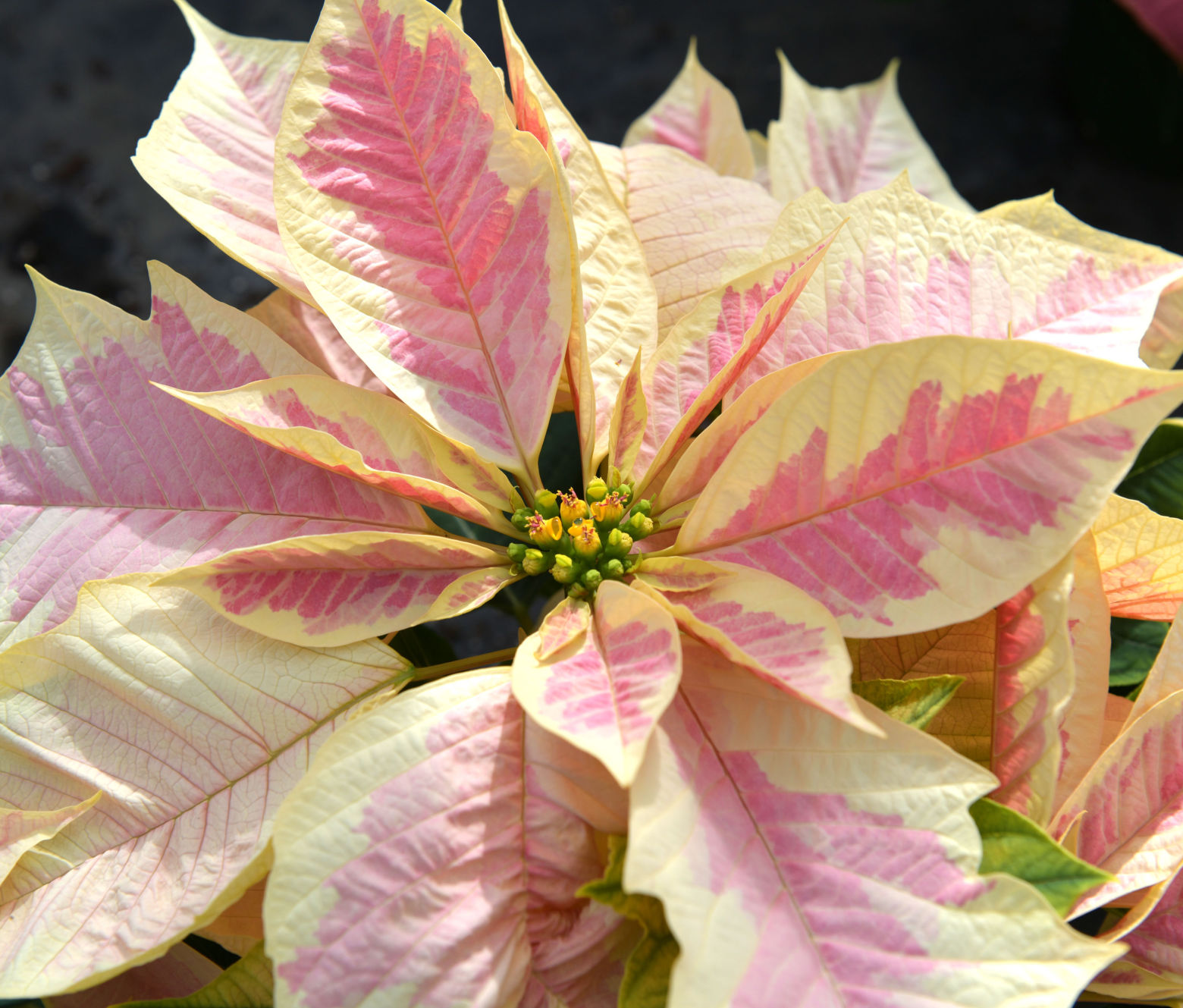 Christmas Color